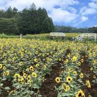 成田ゆめ牧場