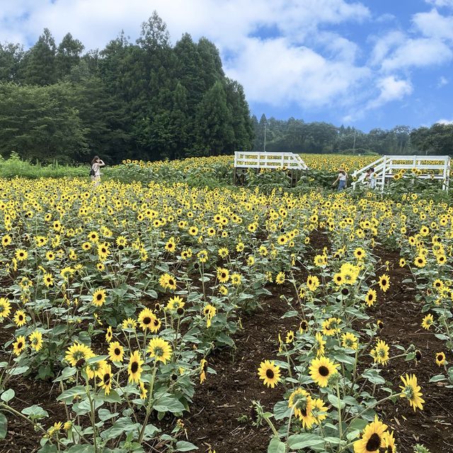 成田ゆめ牧場
