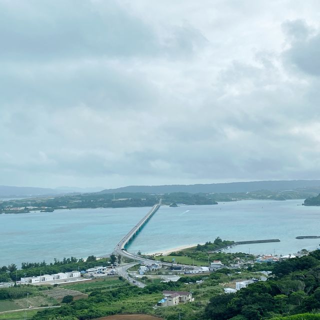 熱帯植物がきれい