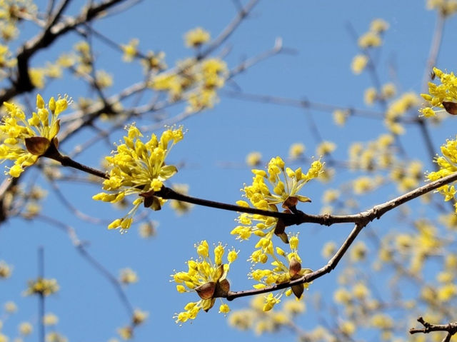 구례 산수유 꽃 축제