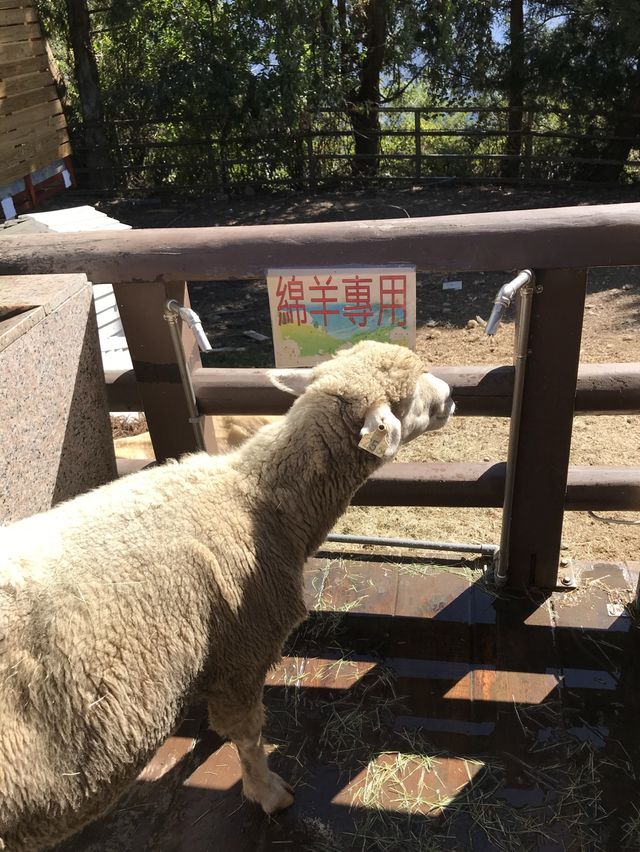 Qing Jing Farm, Taiwan