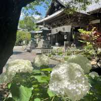 紫陽花が素敵なお寺