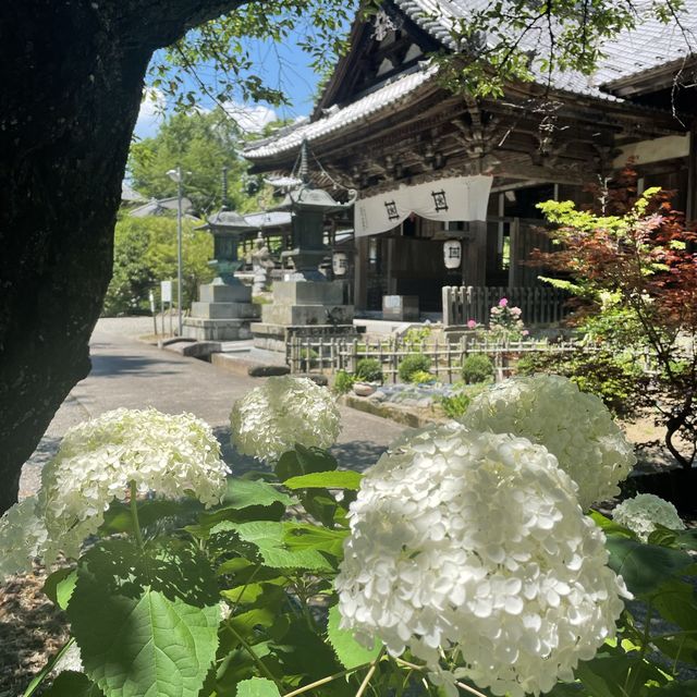 紫陽花が素敵なお寺