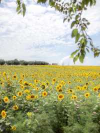 🌹라비앙로즈 꽃구경 : 해바라기 천국 안성팜랜드! 🌻