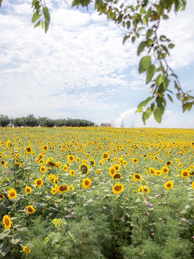 🌹라비앙로즈 꽃구경 : 해바라기 천국 안성팜랜드! 🌻
