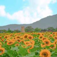 🌻해바라기와 함께 신라의 매력을 느낄 수 있는곳 [경주, 첨성대]