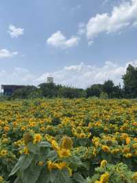 🌻해바라기 천국 카페 그유명한 '감자밭'