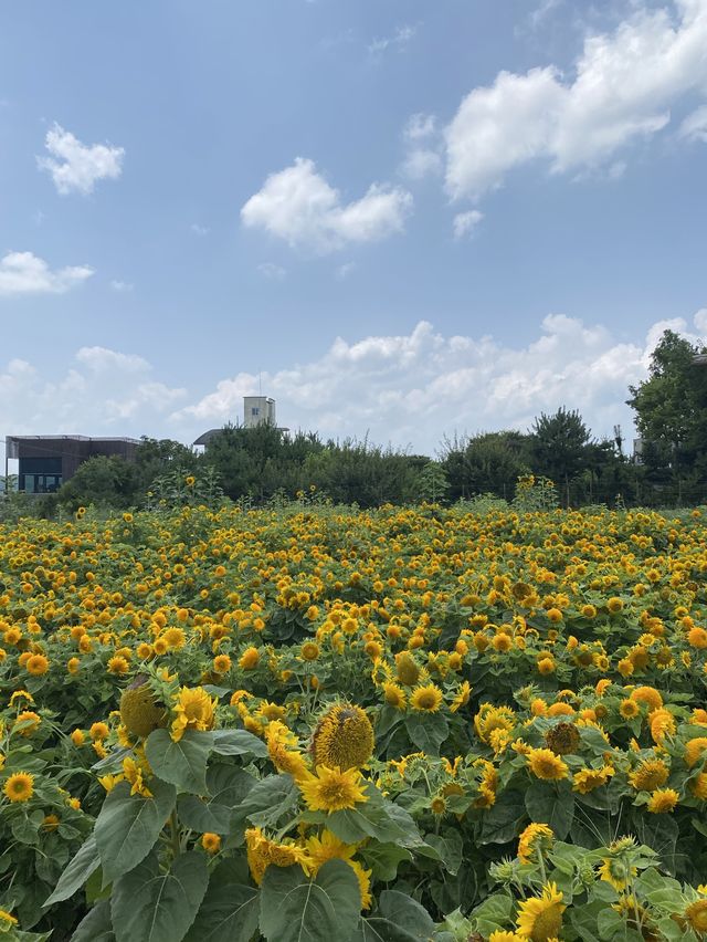 🌻해바라기 천국 카페 그유명한 '감자밭'