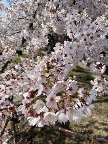 부산 최고의 벚꽃 명소🌸🌸🌸