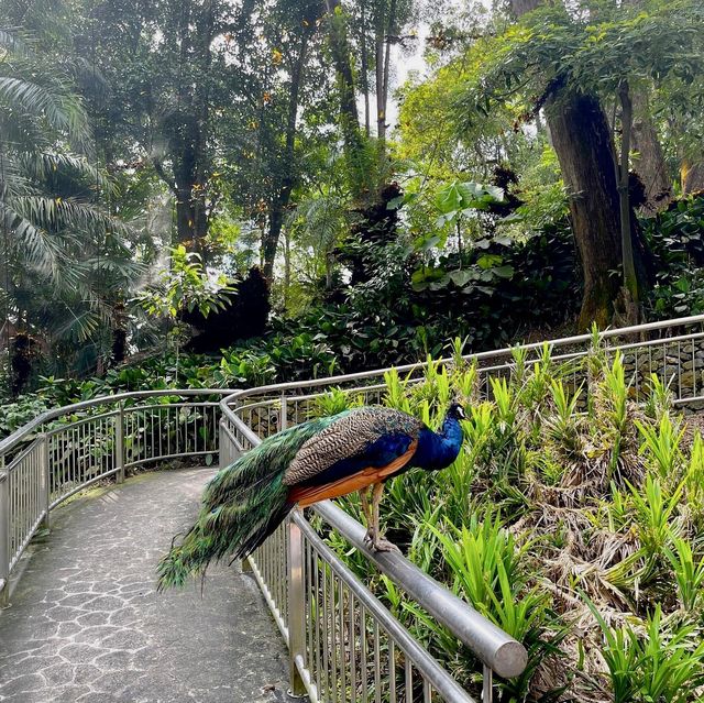 Great time at Kl Bird park 