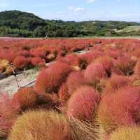 愛知県！知多半島にある秋のコキア畑