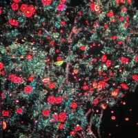香港版teamlab