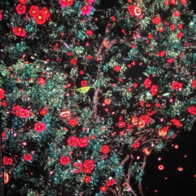 香港版teamlab 香港版teamlab