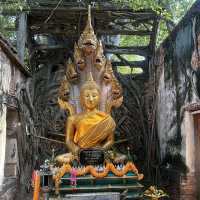 วัดสังกระต่าย​  มหัสจรรย์ต้นโพธิ์ล้อมโบสถ์​400ปี
