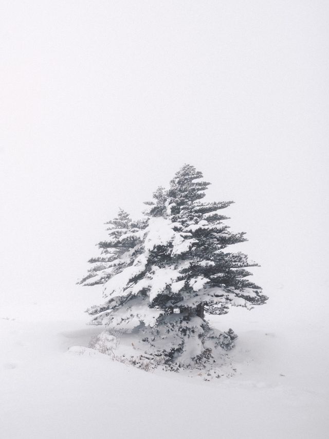 제주 눈 올때 갈만한 코스! 윗세오름 등반 ❄️