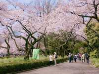 벚꽃명소로 불리는 도쿄의 신주쿠교엔🌸