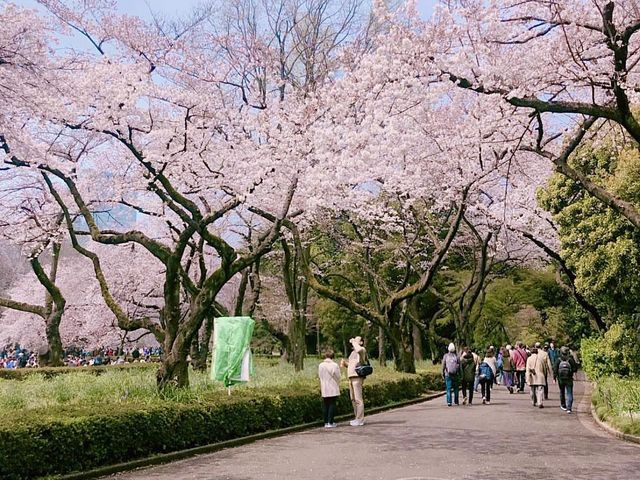 벚꽃명소로 불리는 도쿄의 신주쿠교엔🌸