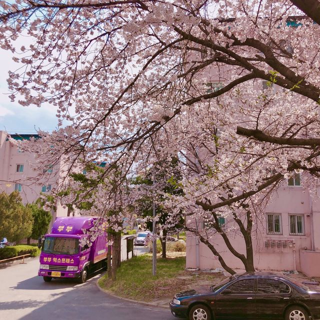 숨겨진 보물같은 춘천 최고의 벚꽃명소 