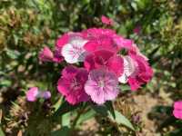 遊香港．將軍澳賞花好去處