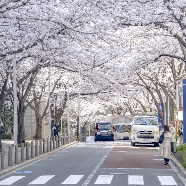 六本木さくら坂の桜並木