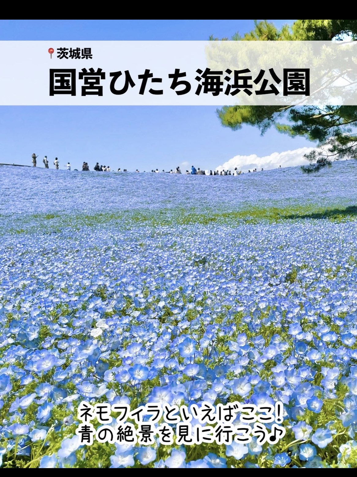ネモフィラの花の海 青い丘の絶景 Trip Com ひたちなかの旅のブログ