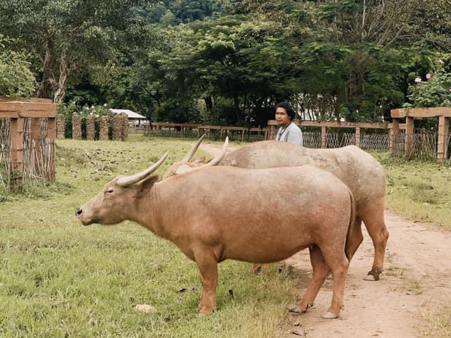 🐘 ELEPHANT NATURE PARK ปางช้างแม่แตง 🐘