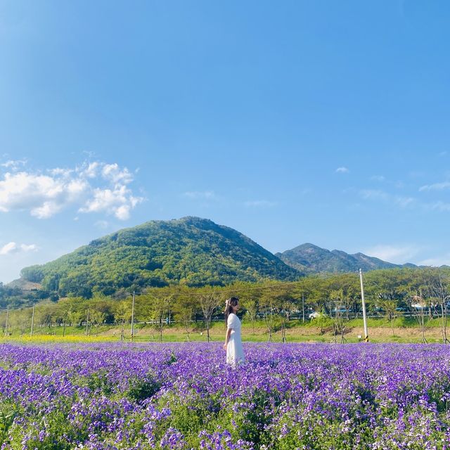 꽃순이들이라면 무조건 가야하는 필수코스🥰🌸