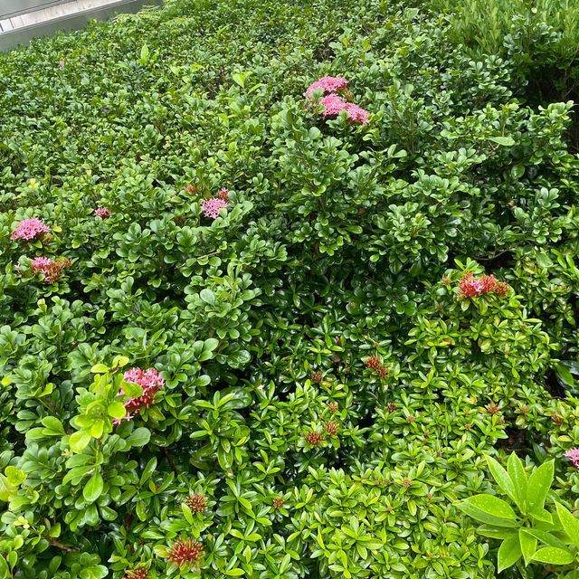 荔枝角公園