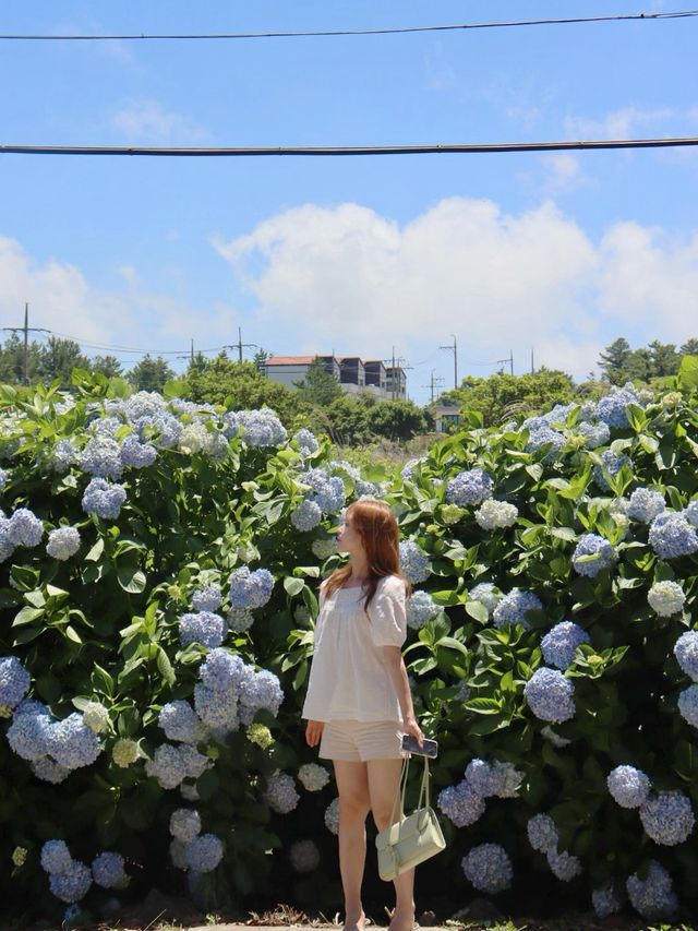 지금 제주는 어딜가나 수국파티 👍🏻