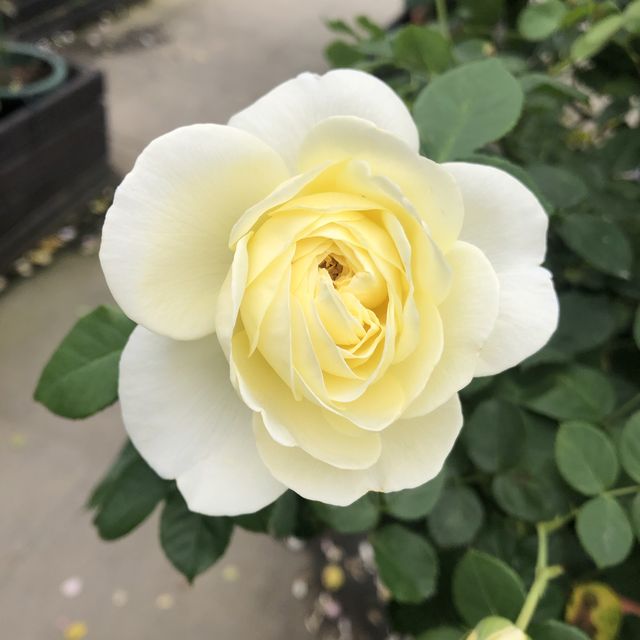 臺北玫瑰園/花博旁/圓山站