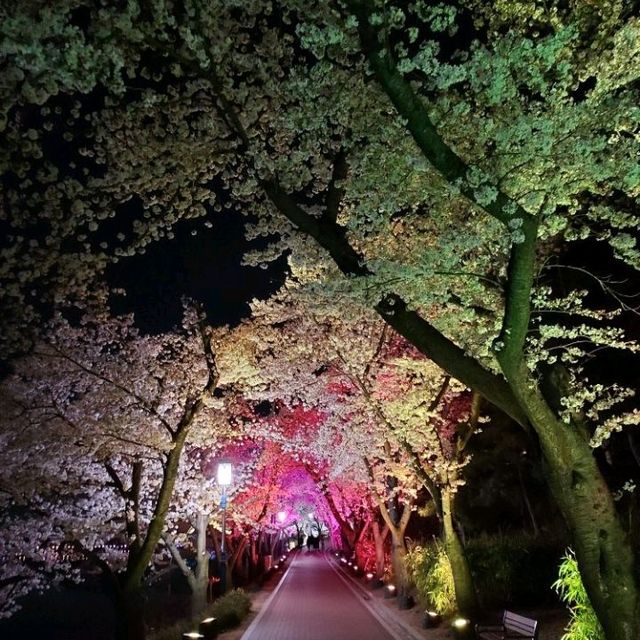 Cherry Blossoms at Bomun  Lake