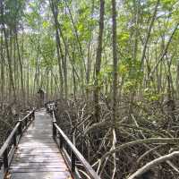 ชมป่าชายเลน @วนอุทยานปราณบุรี 