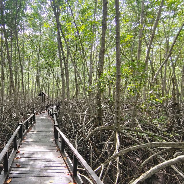 ชมป่าชายเลน @วนอุทยานปราณบุรี 