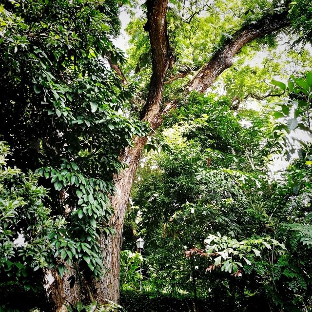 The Raffles Garden At Fort Canning Park