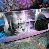 The Sealife At Legoland Malaysia