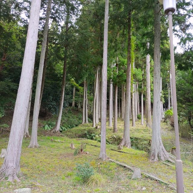 兵庫県！ユニトピア篠山で森林浴