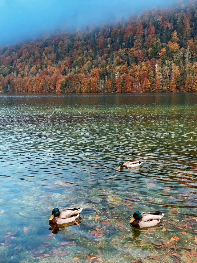 ➰德國最美的湖泊🚤🍁🍂➰