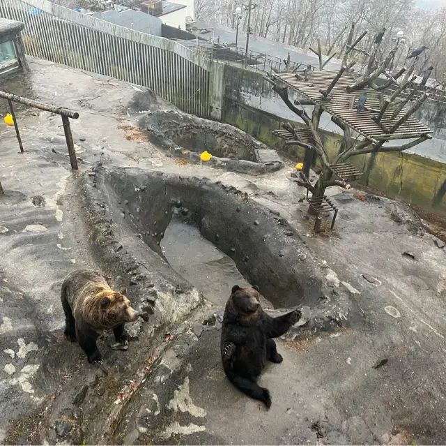 【北海道】のぼりべつクマ牧場🐻