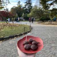 【石川】兼六園の紅葉🍁