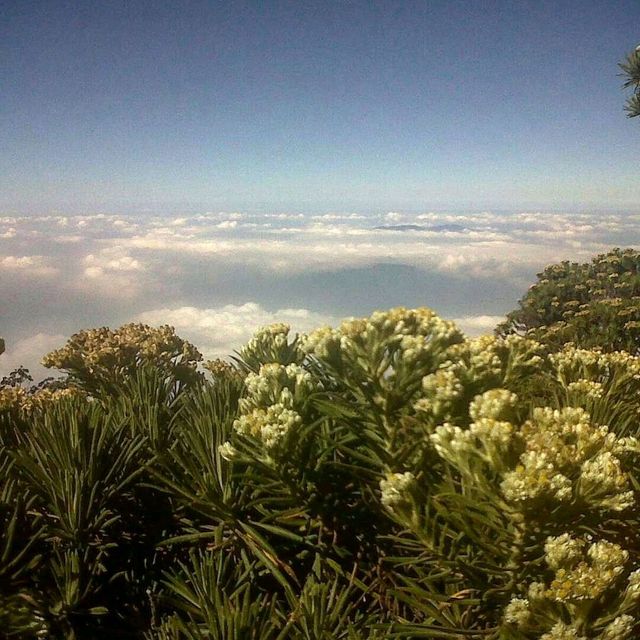 CIREMAI MOUNTAIN : MAJALENGKA