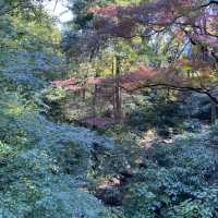 紅葉の明治神宮参道