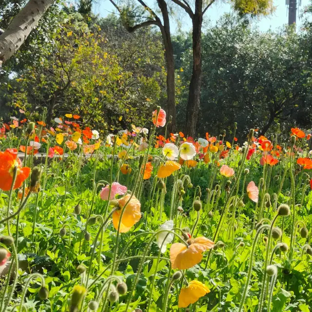 虞美人花海點綴海珠濕地公園