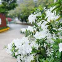 賞花攻略 蝴蝶灣公園