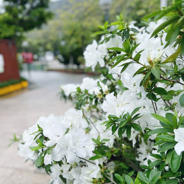 賞花攻略 蝴蝶灣公園
