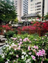 🌺🌼德華公園悠閑觀花🌴🌿