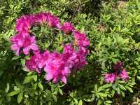 遊香港．將軍澳賞花好去處