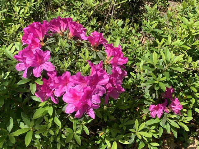 遊香港．將軍澳賞花好去處