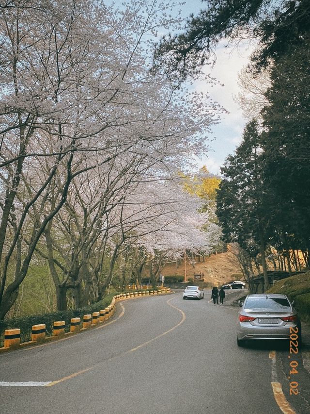 🌸진주 진양호공원🌸