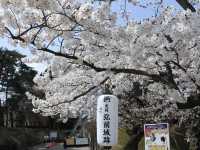 【桜まつり】弘前公園