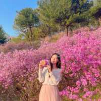 진달래 구경하러 진달래동산으로 가보세요💓